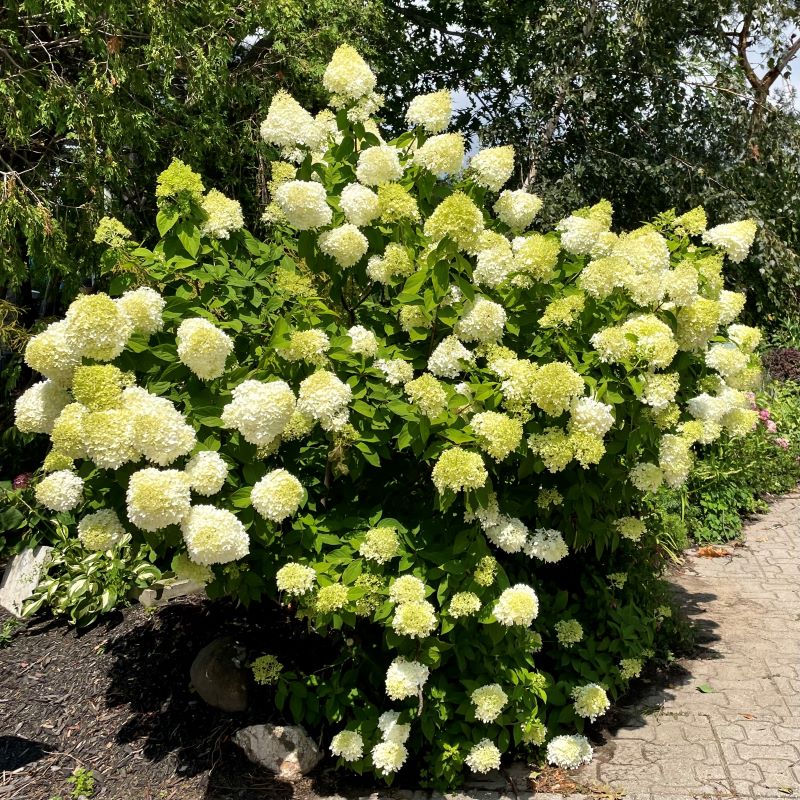 Hydrangea paniculata Limelight - хортензия паникулата  (9004)